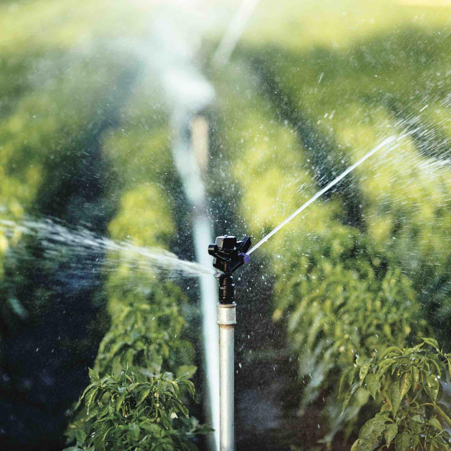 Fibre optic technology helps with agriculture challenges | Il Mattino