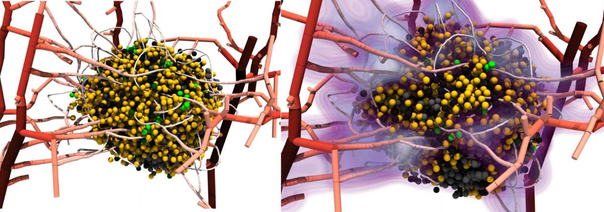 BioDynaMo: cutting-edge software helps battle cancer